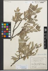 Foto von Salix glaucosericea Flod.